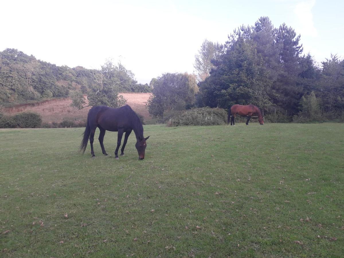 Danehill Moaps Farm B&B Support Small Business, Welcome, Check In From 5 Pm מראה חיצוני תמונה