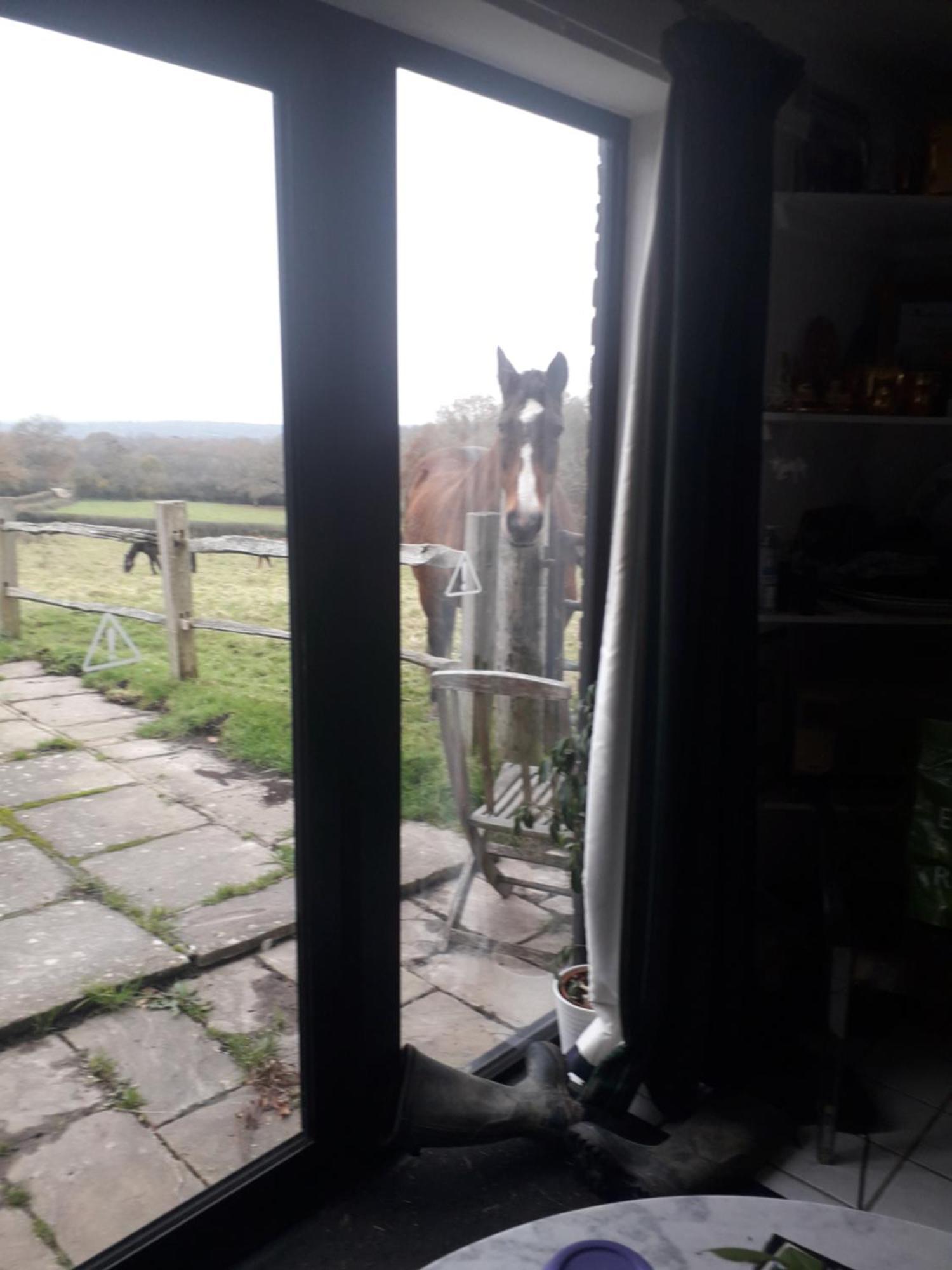 Danehill Moaps Farm B&B Support Small Business, Welcome, Check In From 5 Pm מראה חיצוני תמונה
